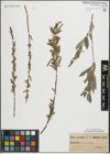 Foto von Salix purpurea L.